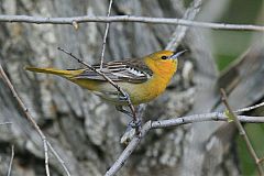 Bullock's Oriole